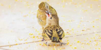 Печать фотографий: качество и скорость