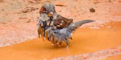 Профессиональная печать фотографий
